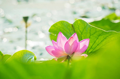 Shree Ganga Enterprise lotus,kamal gatta Seed(10 per packet)
