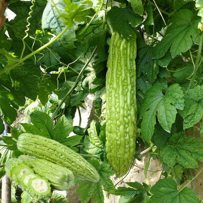 Aywal Vegetable seed -Bitter Gourd - Karela Seeds F1 Hybrid Seed(10 per packet)