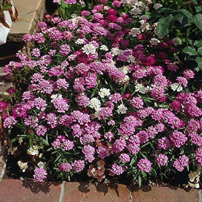 Aywal Candytuft Flower Seed - Dwarf Mix Flower Seed(90 per packet)