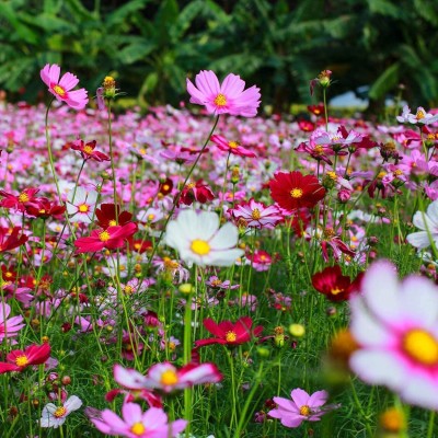 Qualtivate GBPUT-4 F1 Hybrid Cosmos- Flower Seeds Seed(25 per packet)