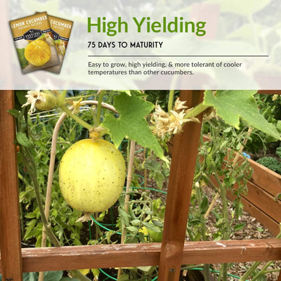 Qualtivate ICRA-5A Lemon Cucumber Seed for Planting Seed(300 per packet)