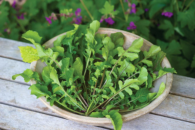 CYBEXIS GUA-83 - Arugula Wild Rocket Rucola Selvatica - (2250 Seeds) Seed(2250 per packet)