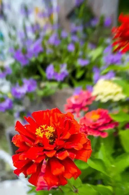 Aro Aster princes Seed(112 per packet)