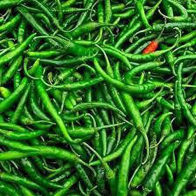 KANAYA Pepper Chilli Hybrid Seed(150 per packet)