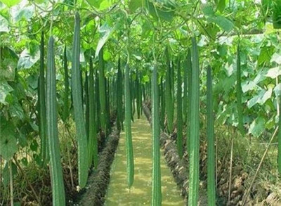 AMAJIT Ridge Gourd /Jinge Seed (14) Seed(14 per packet)
