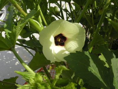 Qualtivate PAU-556 Green Okra Seeds Seed(100 per packet)