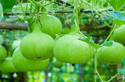 VibeX ® XLR-371 Open Pollinated Bottle Gourd Round Seeds Seed(50 per packet)