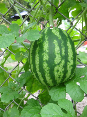 Aywal King Watermelon Tarbuj Tarbooj summer fruit Seed(70 per packet)