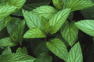 VibeX ® LXI-351 Peppermint Seeds Seed(200 per packet)