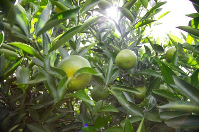 Aywal Citrus Limon (Lemon) Seed(30 per packet)