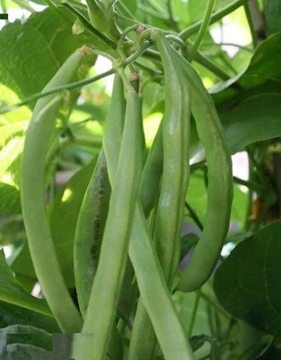KS TRADERS Vegetable Seeds French Beans Seed(1 per packet)