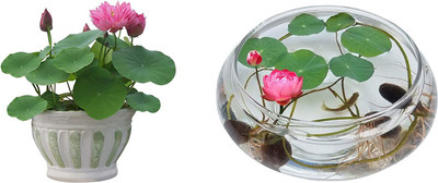 VibeX VXI-87 - Lotus Viable Aquatic Water Lily - (90 Seeds) Seed(90 per packet)