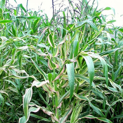 WILLVINE AMR -I Candy Striped Corn-[500g] Seed(2000 per packet)
