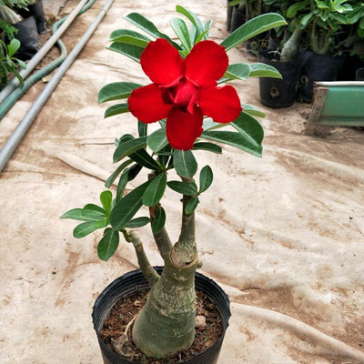 Qualtivate VXI-414 Desert Rose Adenium Obesum Mixed Colors Seed(30 per packet)