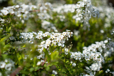 XOLDAA gypsophila flower Seed(20 per packet)