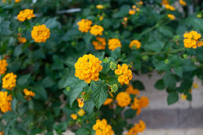 Grinny marigold/gende ka phool flower seeds Seed(50 per packet)