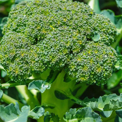 WILLVINE GOI -XI Broccoli Asian Chinese Broccoli Seeds [25g] Seed(7500 per packet)