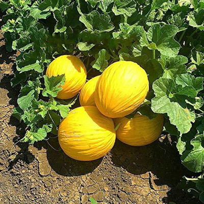CYBEXIS NDIR-17 - Muskmelon F1 Hybrid Golden Sun - (1350 Seeds) Seed(1350 per packet)