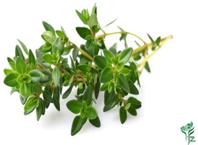 Nodoc Organic thyme herb Seed(40 per packet)