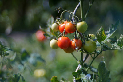ASTRO HUB tomato Seed(30 per packet)