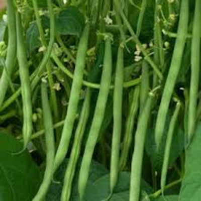 VEDHAHI Beans Seed(50 per packet)