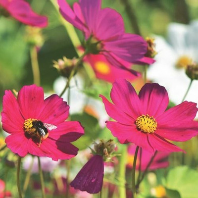 JAWKEY Cosmos Mix Seed(30 per packet)