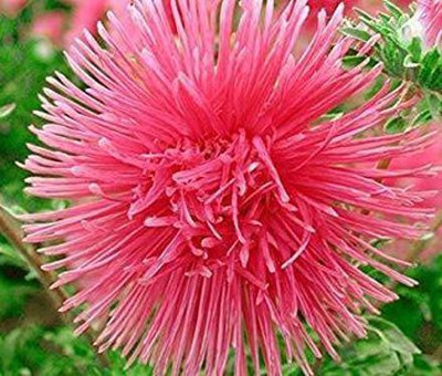 Aywal Aster Mixed Hybrid Imported Flower Seed(90 per packet)