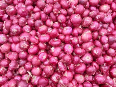 VibeX ® VMR-1016 F1 Hybrid Onion Red Nashik Seed(1000 per packet)