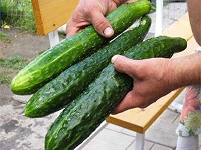 Qualtivate XXX-2A Indoor Cucumber Zozula Self-Pollinating Seed(300 per packet)