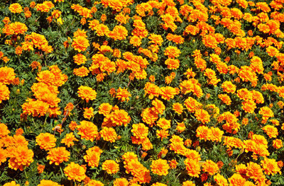 AtoZprintshop marigold/gende ka phool flower seeds Seed(50 per packet)