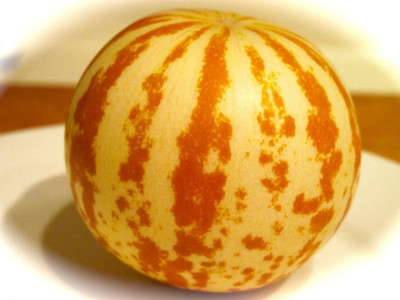 Quentova Musk Tigger Melon Cucumis Melo-LTK-4Z Seed(100 per packet)