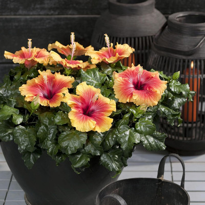 CRGO HIBISCUS , GUDHAL Seed(20 per packet)