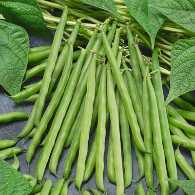 DEYS AGRO ™ Organic French Beans Vegetable 50 Seed(50 per packet)