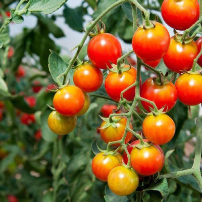 CYBEXIS Tomato Chadwick Cherry Vegetable/Fruit Seeds (Heirloom, Non-GMO)2000 Seeds Seed(2000 per packet)