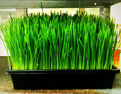 VibeX XLL-35 - Cat Wheatgrass - (22500 Seeds) Seed(22500 per packet)