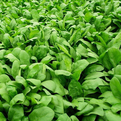 CYBEXIS Mini Giant Plant Spinach Seeds1000 Seeds Seed(1000 per packet)
