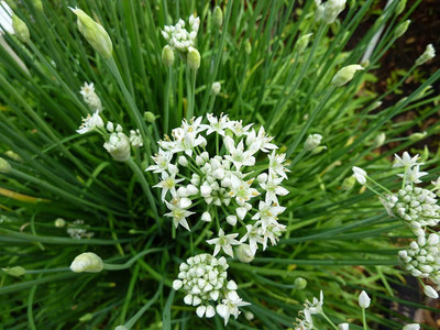 CYBEXIS XLL-1 - Garlic Chives Allium tuberosum - (2250 Seeds) Seed(2250 per packet)