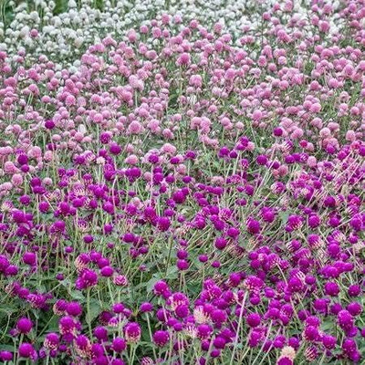 Lorvox Gomphrena Choice Mix Seed(40 per packet)