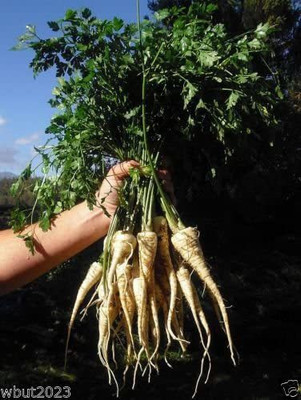 CYBEXIS XL-12 - Hamburg Rooted Parsley - (2250 Seeds) Seed(2250 per packet)