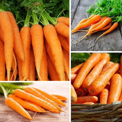 CYBEXIS LXI-5 - Carrot for Planting - (750 Seeds) Seed(750 per packet)