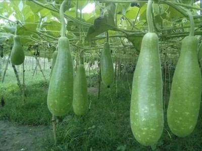 LIFELEX Hazari Hybrid Long Bottle Gourd Seed(58 per packet)