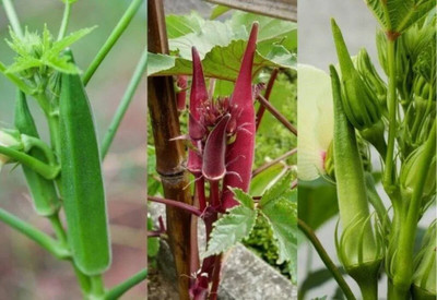 Khushi Prova fresh lady finger vegetable hybrid seeds 1-packet Seed(60 per packet)