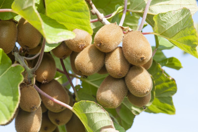wequality Large Kiwi fruit seeds for home plant Seed(17 per packet)