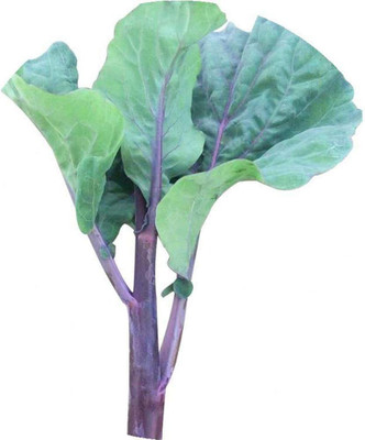 CYBEXIS Hybrid Chinese Swiss Chard Seeds2000 Seeds Seed(2000 per packet)