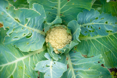 Veggie Paajis white cauliflower,gobhee seeds Seed(25 per packet)
