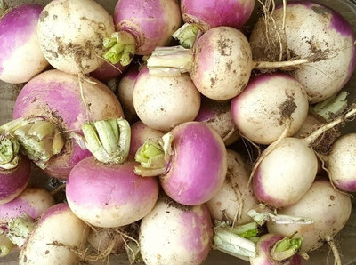 Quentova Turnip Shalgam White Purple-LNT-5D Seed(250 per packet)