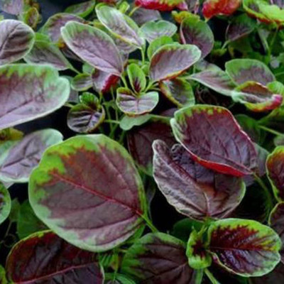 CYBEXIS Heirloom Red Spinach Seeds2000 Seeds Seed(2000 per packet)