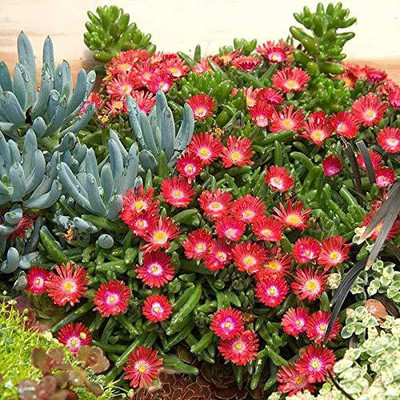 CYBEXIS Ice Plant Mixed Colour Flower F1 Hybrid Seeds Seed(50 per packet)
