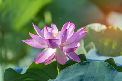 ORAKLE lotus,kamal gatta Seed(14 per packet)