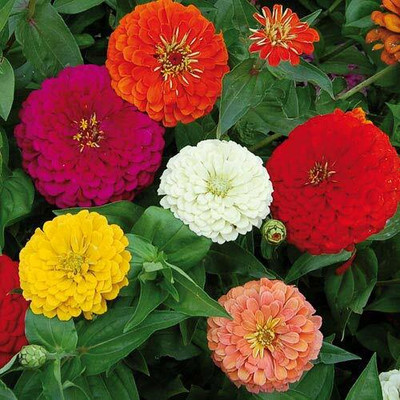 CEZIUS Natural and Real Planting Seeds Zinnia, Dahlia Flowers Seed(100 per packet)